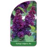 syringa-vulgaris-lila1