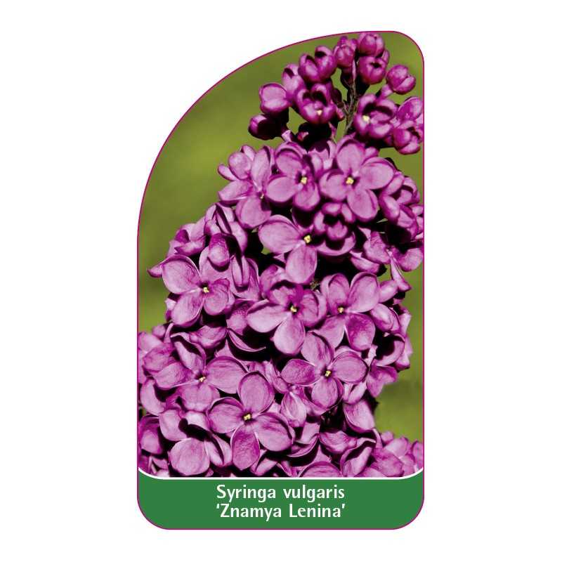 syringa-vulgaris-znamya-lenina-standard1