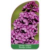 syringa-vulgaris-znamya-lenina-standard1