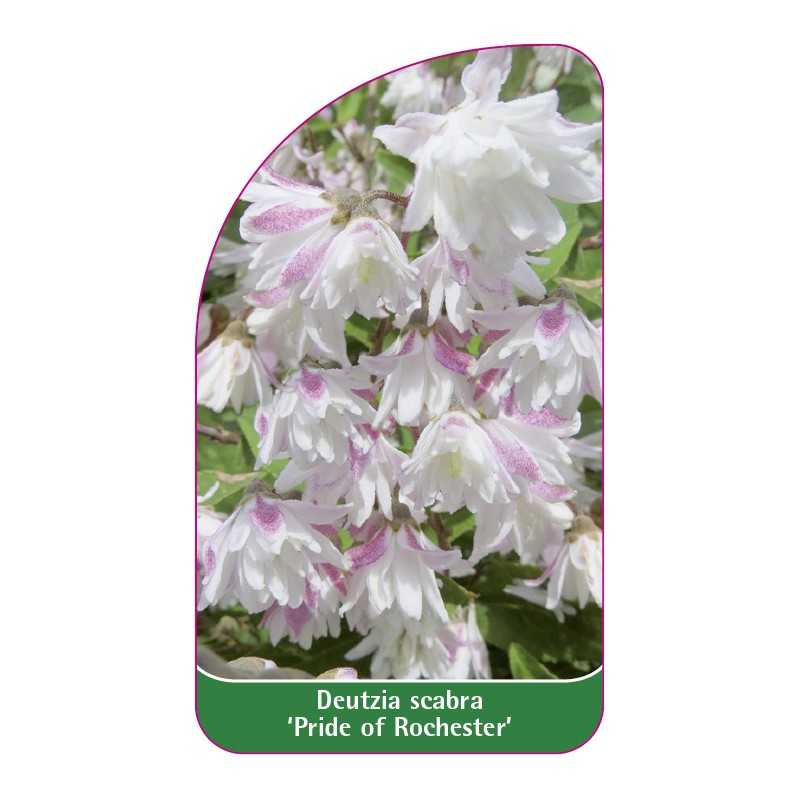 deutzia-scabra-pride-of-rochester-1