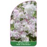 deutzia-scabra-pride-of-rochester-1