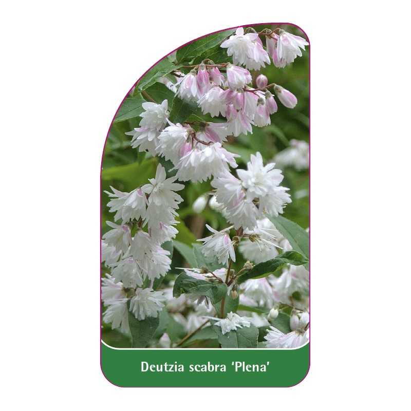 deutzia-scabra-plena-1