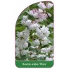 deutzia-scabra-plena-1