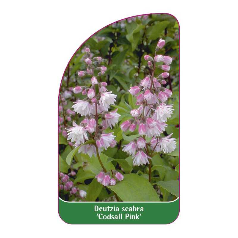 deutzia-scabra-codsall-pink-1