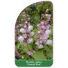 deutzia-scabra-codsall-pink-1