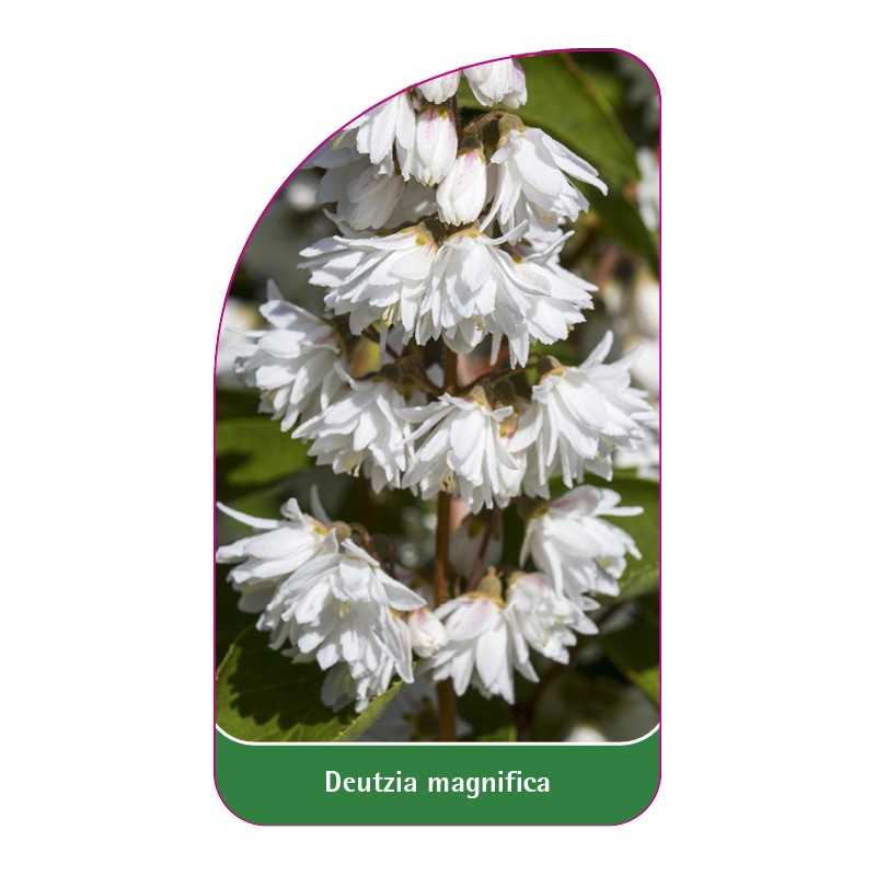 deutzia-magnifica1