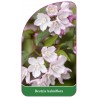 deutzia-kalmiiflora1