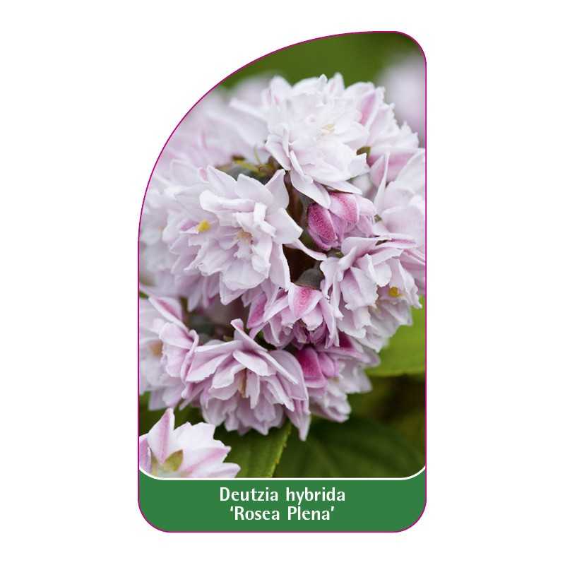 deutzia-hybrida-rosea-plena-b1