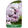 deutzia-hybrida-rosea-plena-b1