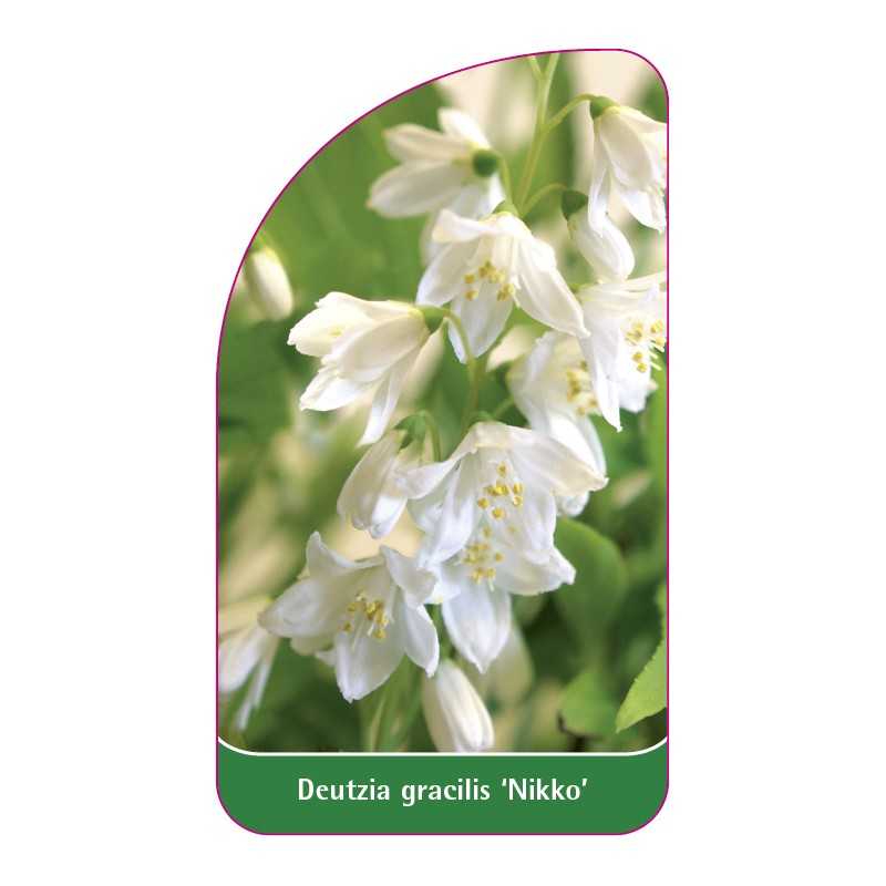 deutzia-gracialis-nikko-1