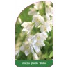 deutzia-gracialis-nikko-1