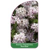 deutzia-elegantissima-rosealind-1