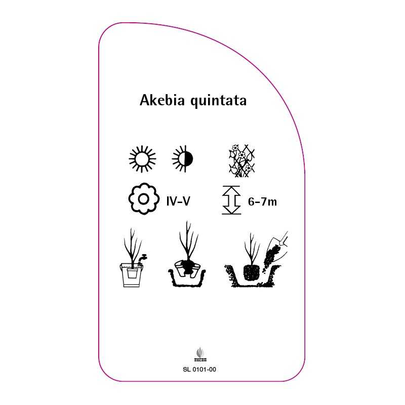 akebia-quintata0