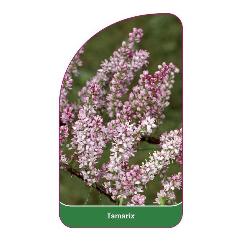 tamarix1