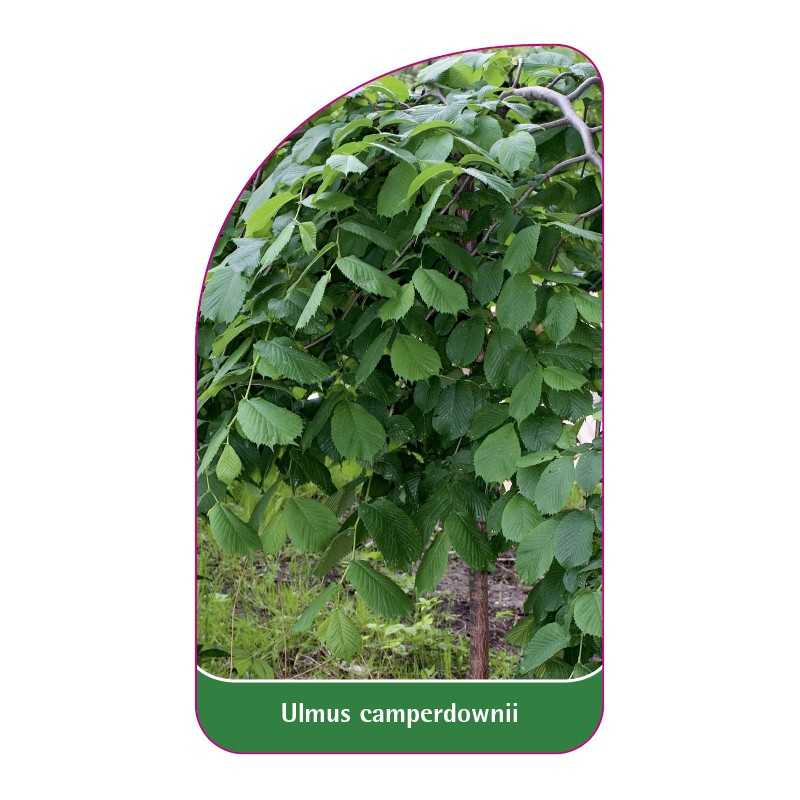 ulmus-camperdownii1