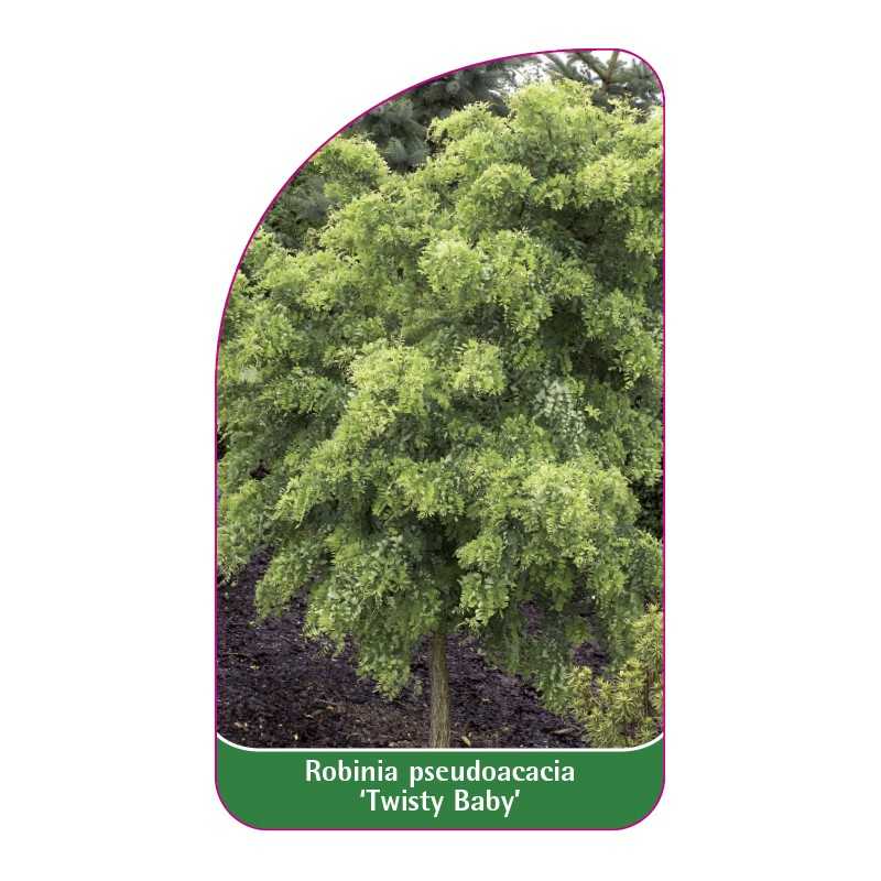 robinia-pseudoacacia-twisty-baby-1