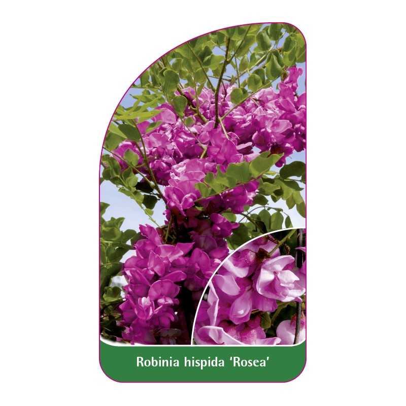 robinia-hispida-rosea-1