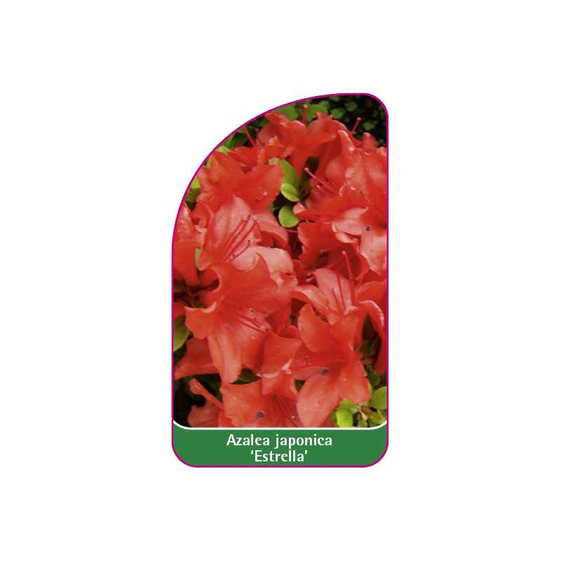 azalea-japonica-estrella-1