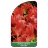 azalea-japonica-estrella-1