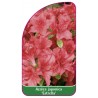 azalea-japonica-estrella-a1