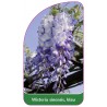 wisteria-sinensis-blau1