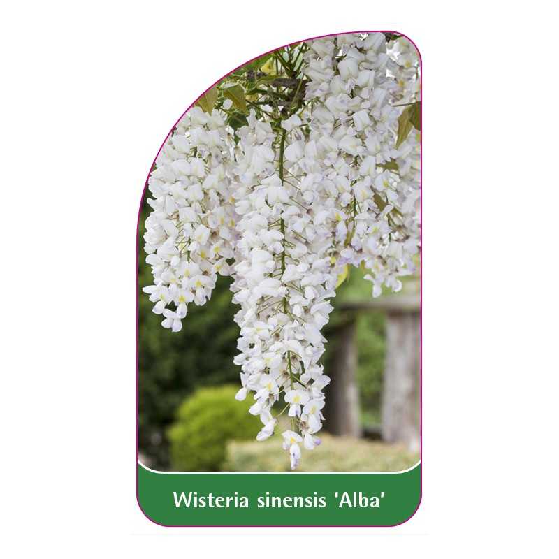 wisteria-sinensis-alba-1