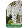 wisteria-sinensis-alba-1