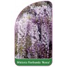 wisteria-floribunda-rosea-1