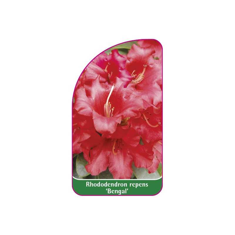 rhododendron-repens-bengal-mini-b1