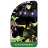 aronia-melanocarpa-b1