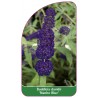 buddleia-davidii-nanho-blue-1