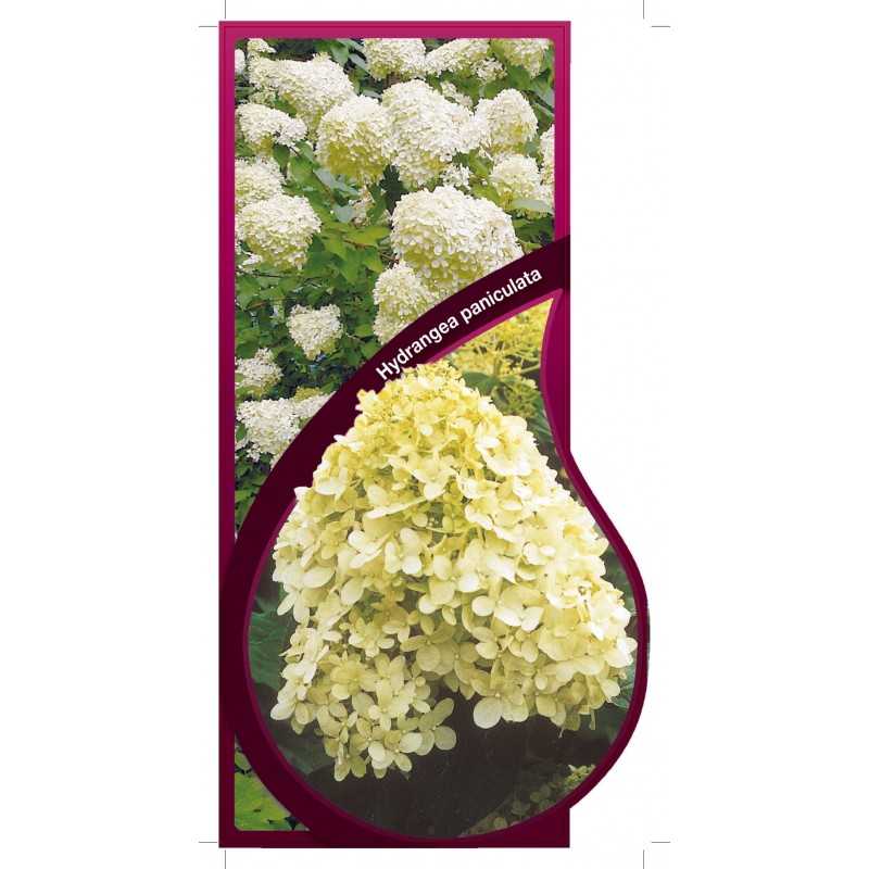 hydrangea-paniculata-i-jumbo-1