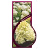 hydrangea-paniculata-i-jumbo-1