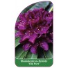 rhododendron-old-port-b1