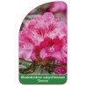 rhododendron-yakushimanum-sneezy-b1