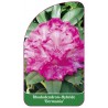 rhododendron-1