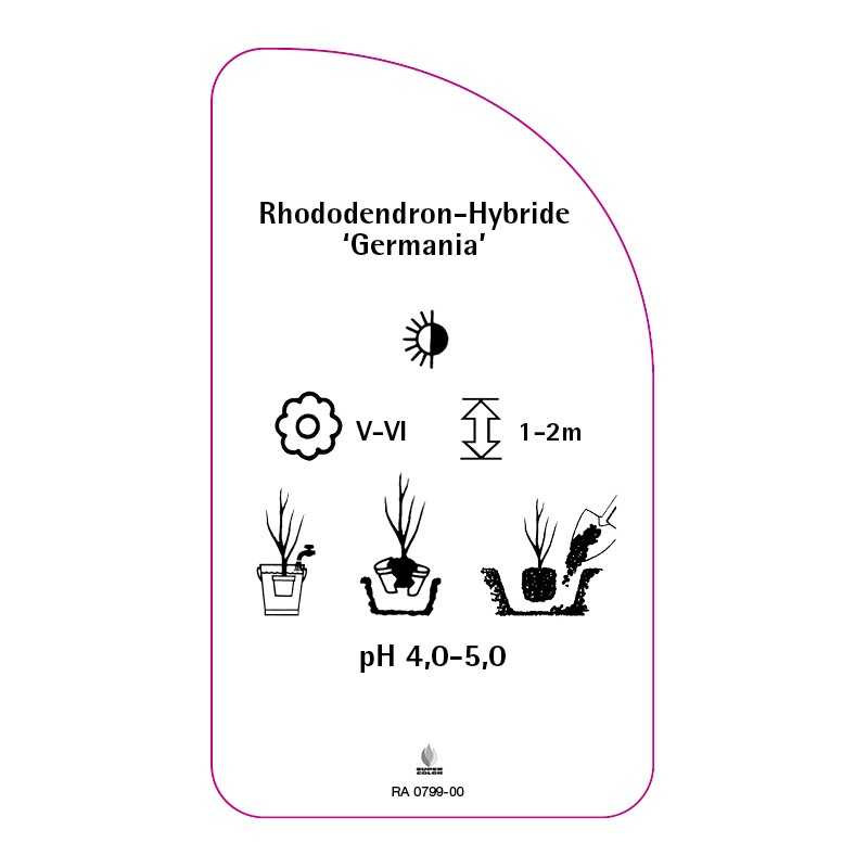 rhododendron-0