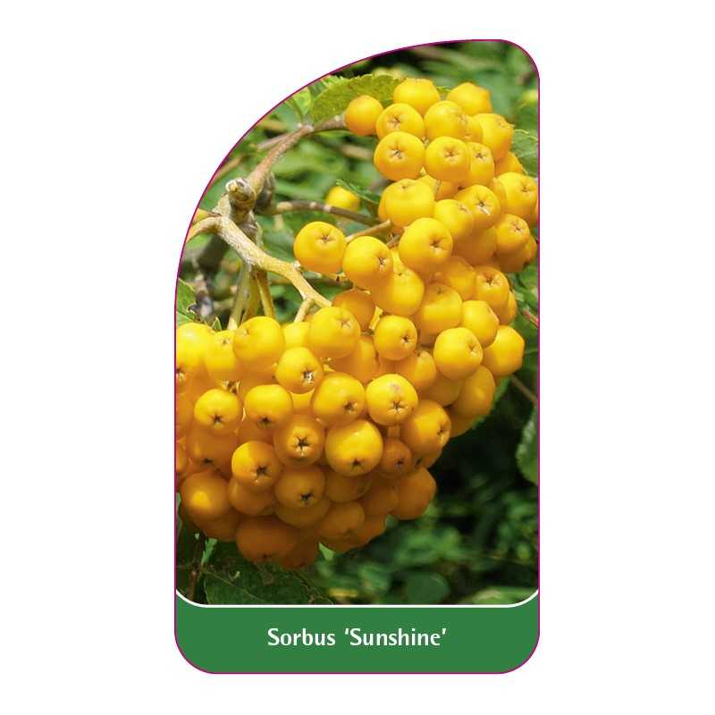 sorbus-sunshine-b1