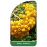 sorbus-sunshine-b1