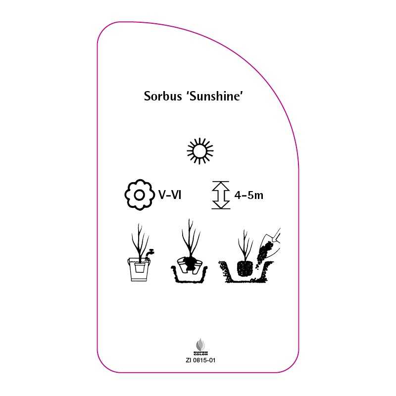 sorbus-sunshine-b0