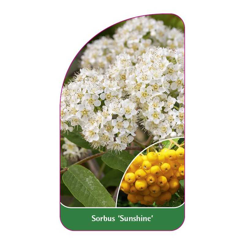 sorbus-sunshine-a1