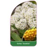 sorbus-sunshine-a1