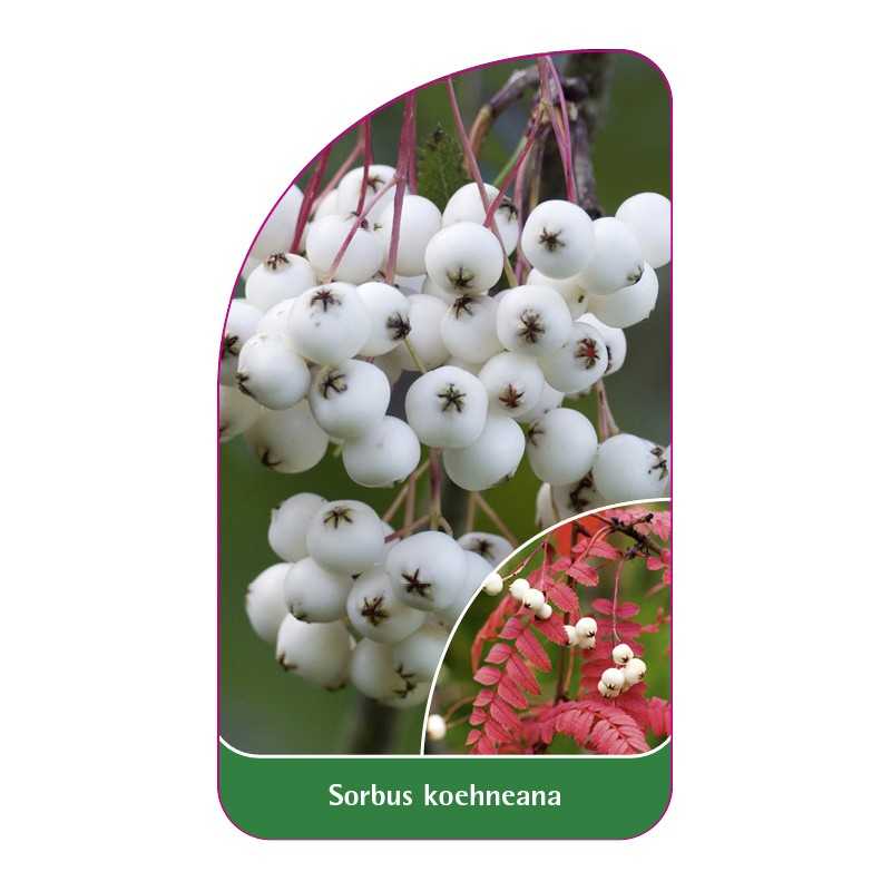 sorbus-koehneana1