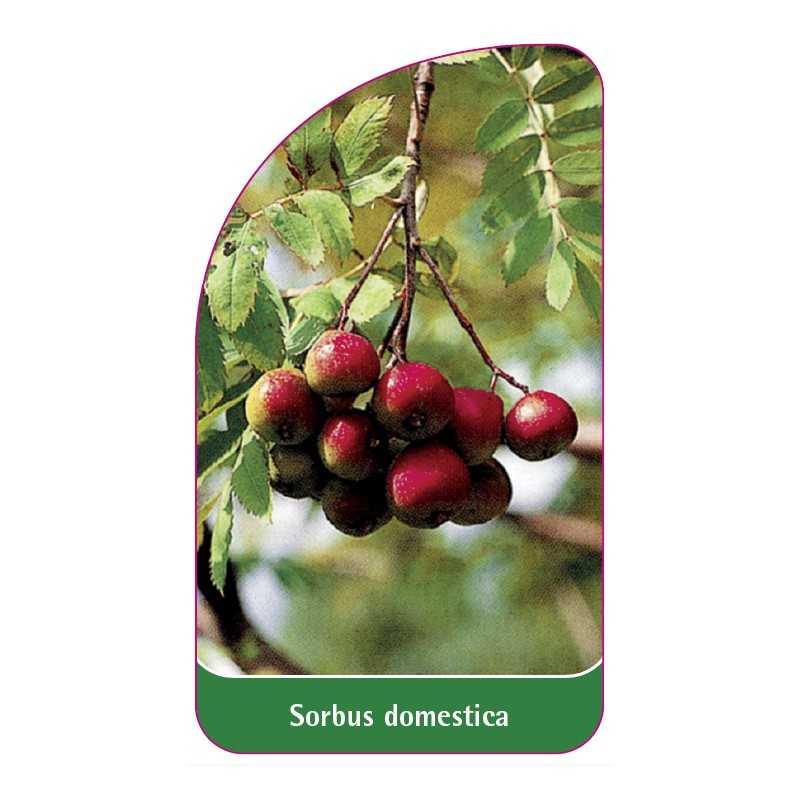 sorbus-domestica1