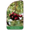 sorbus-domestica1