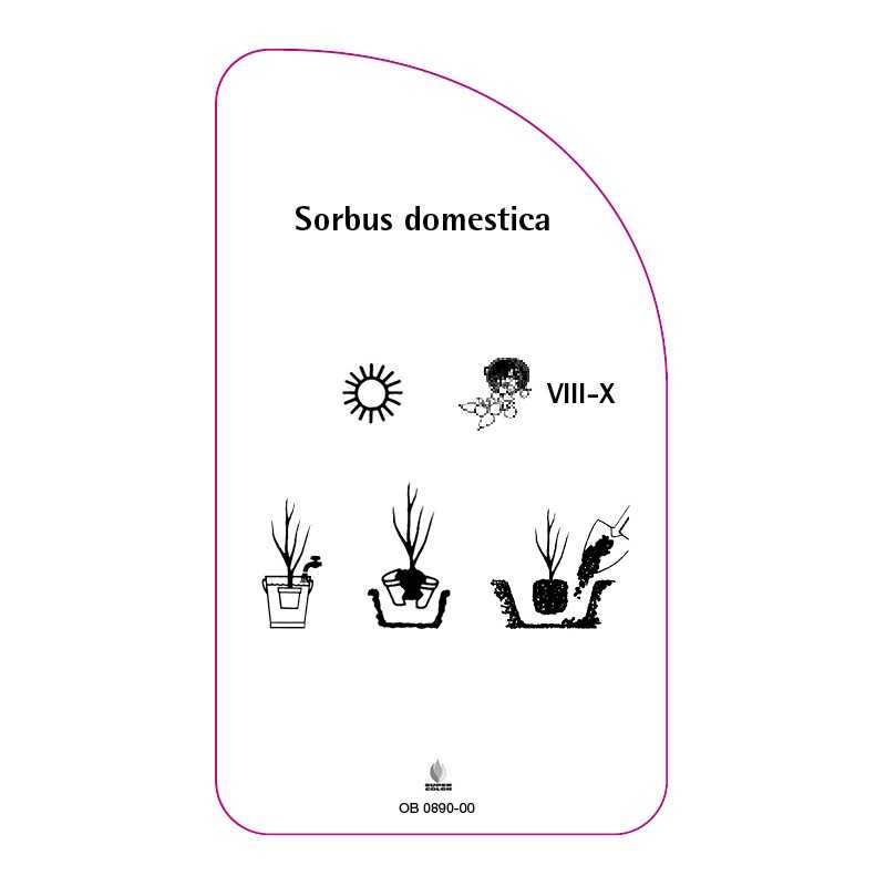 sorbus-domestica0