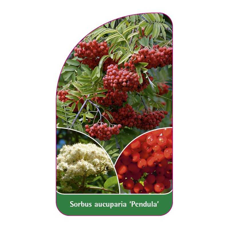 sorbus-aucuparia-pendula-1