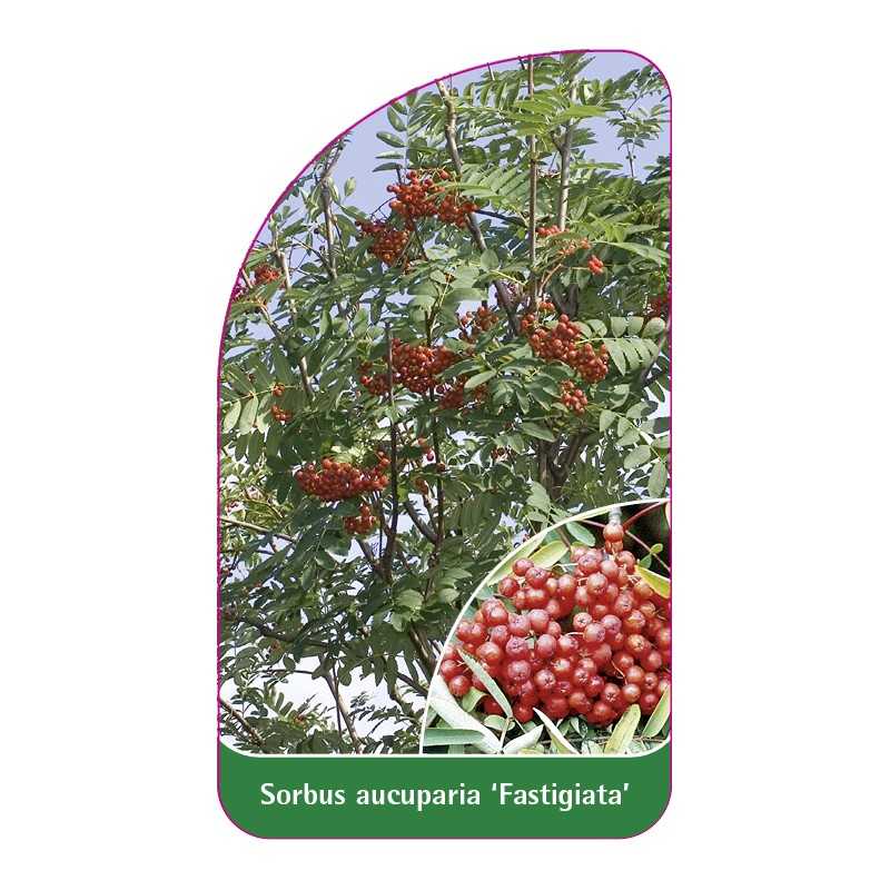 sorbus-aucuparia-fastigiata-a1