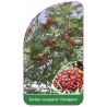 sorbus-aucuparia-fastigiata-a1