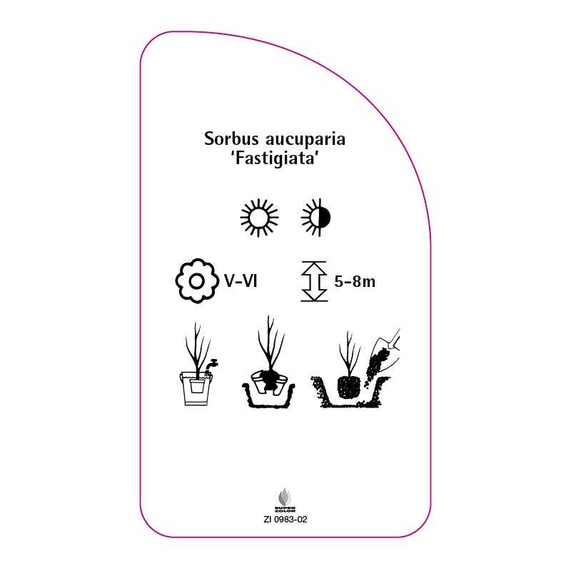 sorbus-aucuparia-fastigiata-a0